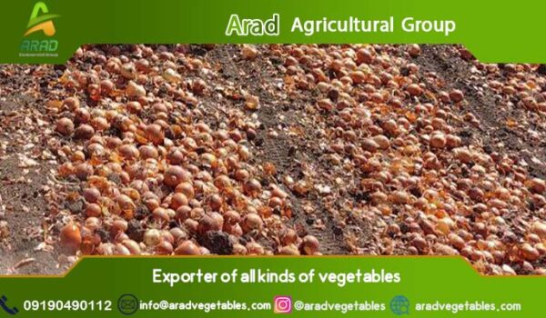 قیمت پیاز زرد صادراتی (خرید و فروش عمده)