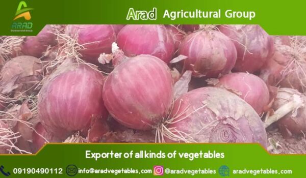 خرید و قیمت پیاز قرمز به صورت عمده + بهترین کیفیت