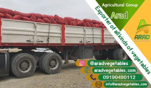 قیمت عمده پیاز سفید (سورت حاشیه خلیج) + فروش ویژه 1404