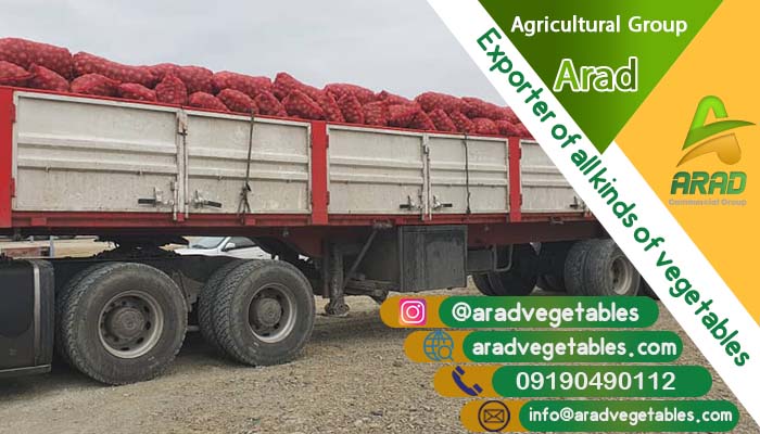 قیمت عمده پیاز سفید (سورت حاشیه خلیج) + فروش ویژه 1404