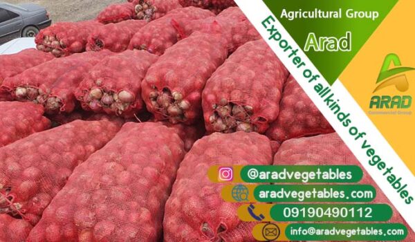 خرید عمده پیاز مستقیم از سورتینگ دار (انواع پیاز) + فروش پیاز