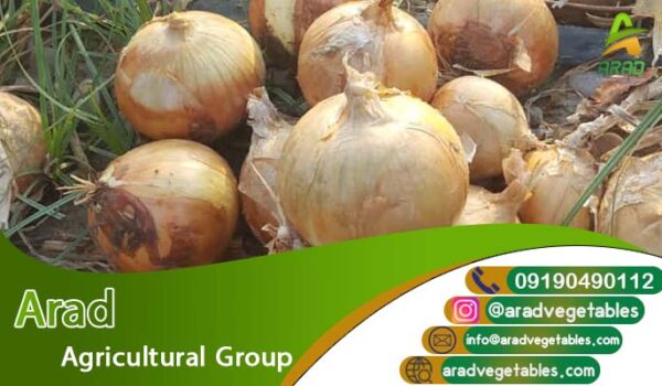 خرید و قیمت عمده پیاز زرد صادراتی با کیفیت بالا