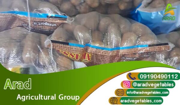 قیمت سیب زمینی در حال حاضر فروش و نحوه سورت