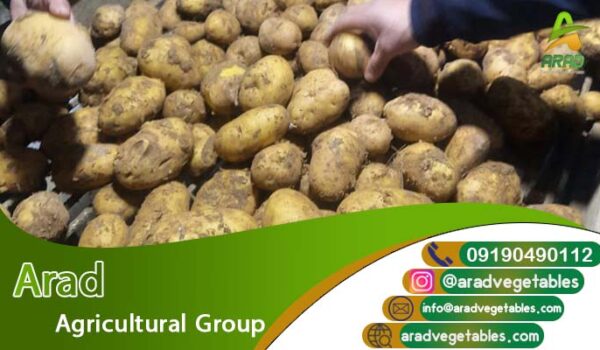 فروش سیب زمینی تنی به قیمت ارزان + با کیفیت بالا به صورت عمده