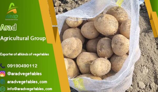 خرید عمده سیب زمینی با کیفیت بالا + به قیمت ارزان