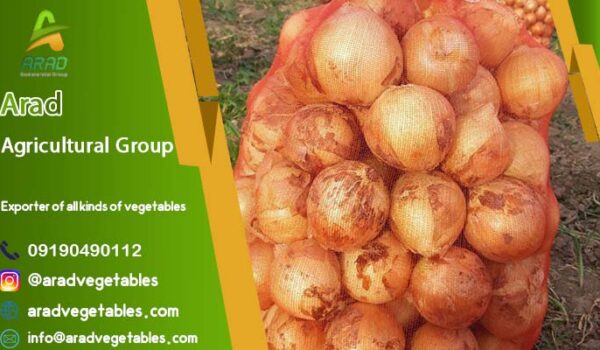 خرید پیاز زرد صادراتی از کشاورز + فروش عمده