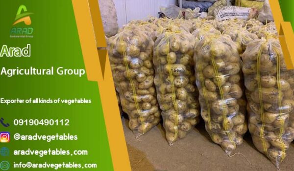 خرید عمده سیب زمینی ارزان Hamedan + قیمت استثنائی