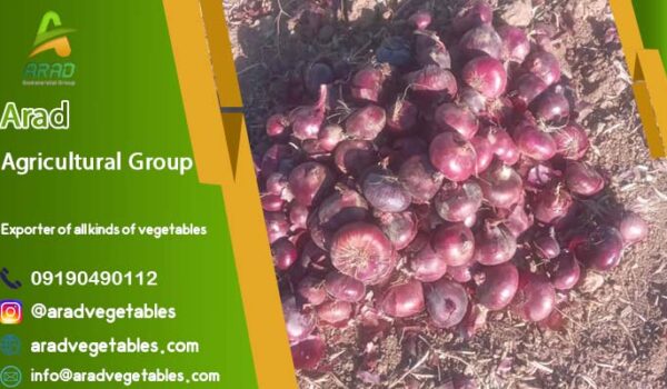 خرید پیاز قرمز عمده (قیمت)