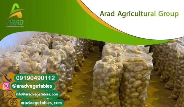 قیمت سیب زمینی درجه یک (نوع جلی و آگریا) + عکس
