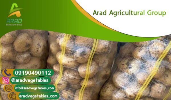 فروش سیب زمینی شیرین در تهران + خرید و قیمت