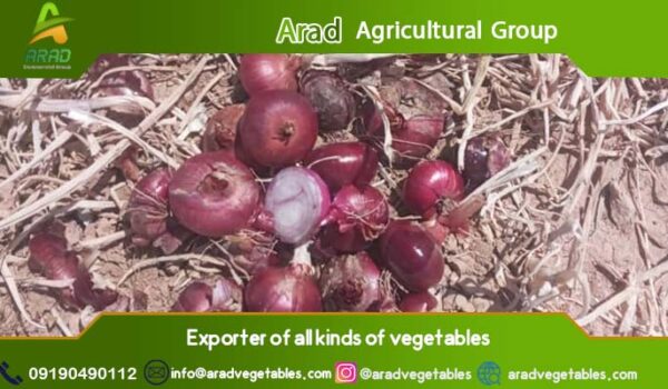 خرید پیاز عمده ( قیمت و فروش )