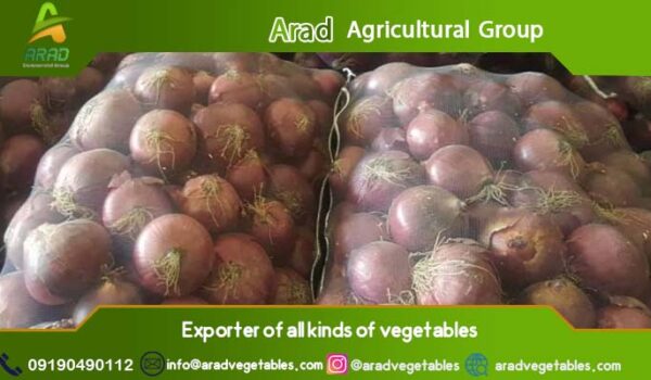 قیمت پیاز صادراتی سورت شده (13.000 تا 35.000 تومان)