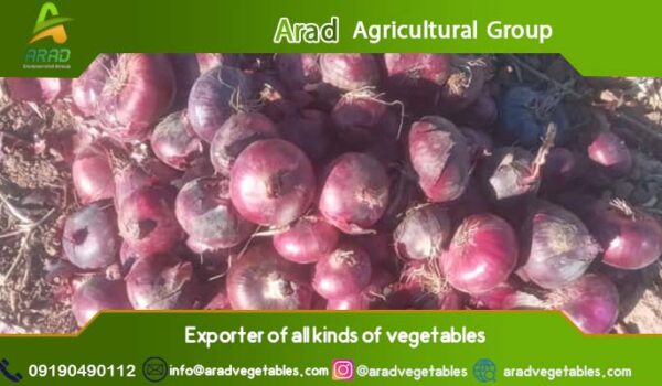 قیمت پیاز قرمز صادراتی (به صورت عمده)