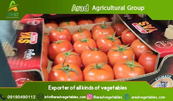 گوجه فرنگی گلخانه ای (عرضه کننده)