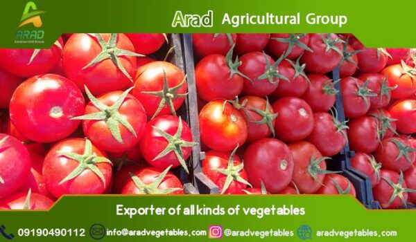 فروش گوجه فرنگی گلخانه ای + صادراتی