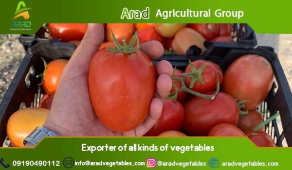 قیمت گوجه فرنگی گلخانه ای + فروش صادراتی