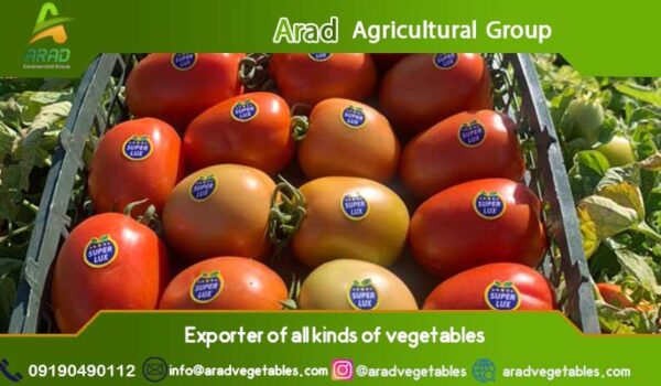 قیمت گوجه فرنگی گلخانه ای صادراتی + به صورت عمده