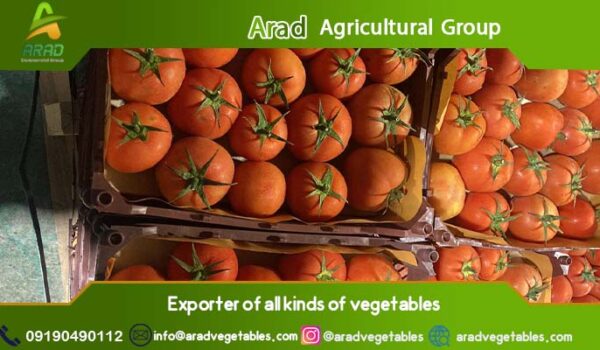 گوجه فرنگی 8320 ارزانترین قیمت + خرید و فروش عمده