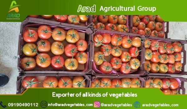 عرضه کننده گوجه فرنگی گلخانه ای + با ارزانترین قیمت