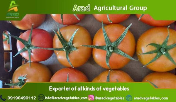 قیمت گوجه فرنگی گلخانه ای صادراتی + تولید کننده