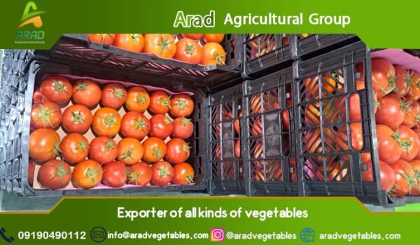 قیمت گوجه فرنگی گلخانه ای (صادراتی)