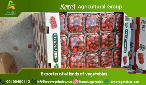 مرکز خرید گوجه فرنگی گلخانه ای 🍅 (مدل 4129 صادراتی) + بهترین قیمت