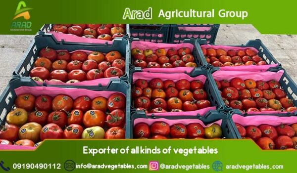 تولید کننده گوجه فرنگی گلخانه ای عمده + با کیفیت عالی