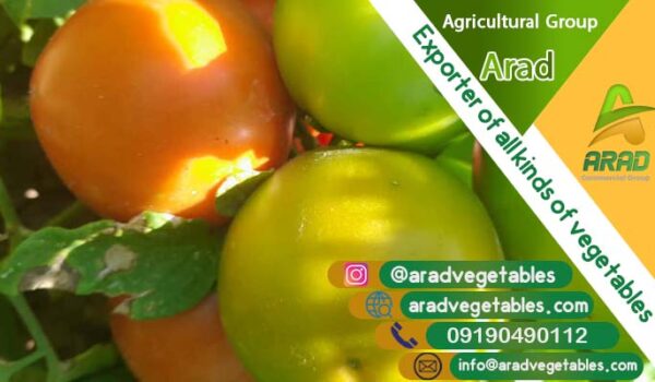 قیمت گوجه فرنگی گلخانه ای درجه یک (صادرات گوجه) + عکس