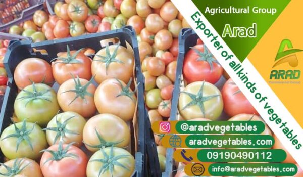 قیمت فروش گوجه فرنگی گلخانه ای + صادرات گوجه فرنگی