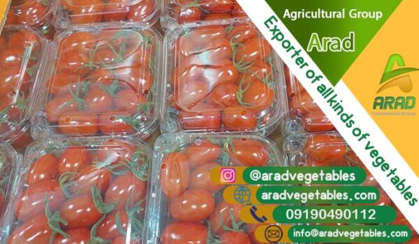فروش گوجه گلخانه ای صادراتی یزد