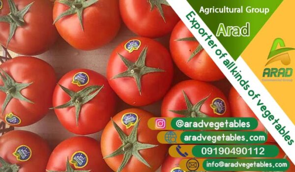 سورتینگ گوجه فرنگی گلخانه ای + فروش عمده