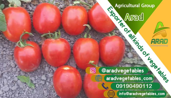 قیمت گوجه فرنگی گلخانه ای + معرفی 2 نمونه صادراتی