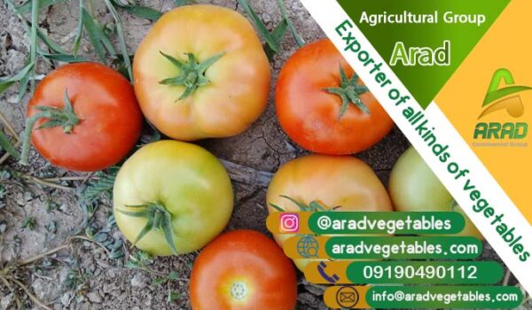 صادرات گوجه فرنگی گلخانه ای به روسیه