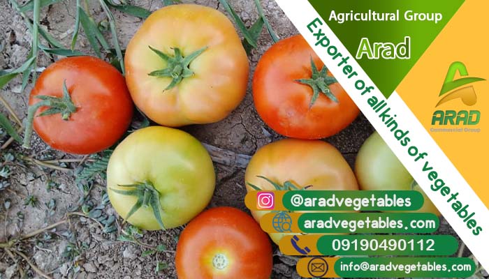 صادرات گوجه فرنگی گلخانه ای به روسیه