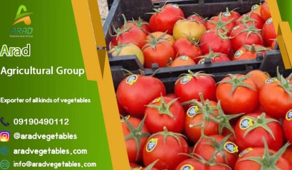 قیمت گوجه گلخانه ای صادراتی + خرید باکیفیت