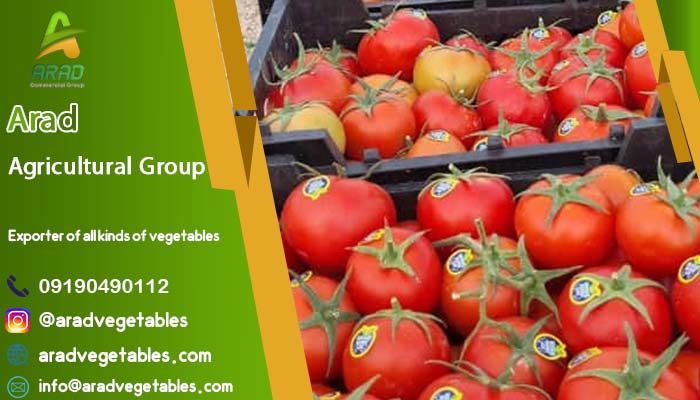 قیمت گوجه گلخانه ای صادراتی + خرید باکیفیت