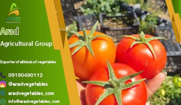 قیمت گوجه گلخانه ای حاجی آباد + فروش عمده