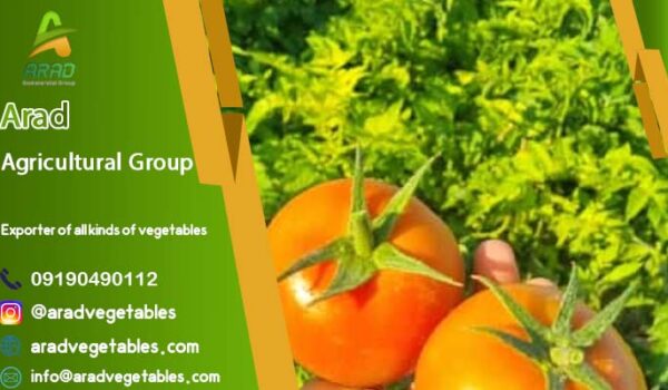 فروش گوجه گلخانه ای قیمت مناسب (یزد) + خرید 1404