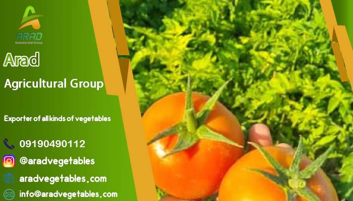 فروش گوجه گلخانه ای قیمت مناسب (یزد) + خرید 1404