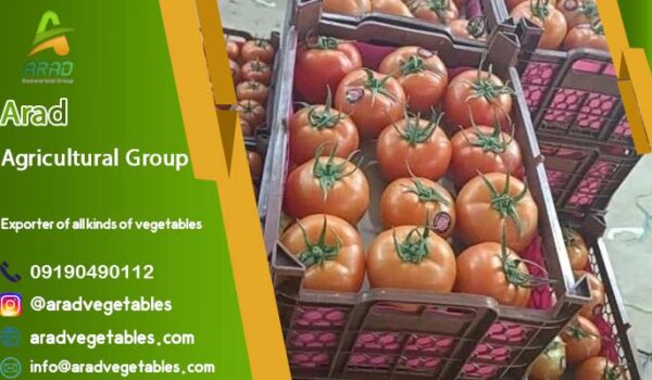 تولیدی گوجه فرنگی گلخانه ای در ایران کجاست؟ (Iran-Isfahan)