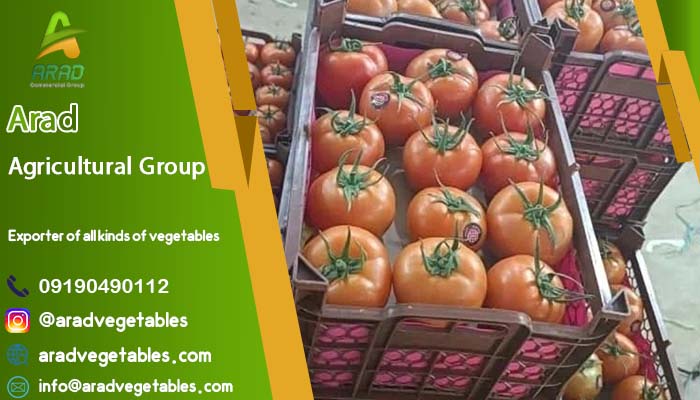 تولیدی گوجه فرنگی گلخانه ای در ایران کجاست؟ (Iran-Isfahan)