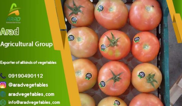 گوجه فرنگی گلخانه ای ( صادراتی )