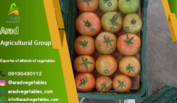 فروش گوجه فرنگی گلخانه ای (4129 + دافنیس) + عکس و قیمت