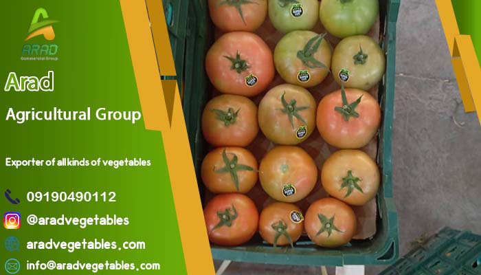 فروش گوجه فرنگی گلخانه ای (4129 + دافنیس) + عکس و قیمت