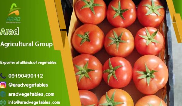 فروش گوجه فرنگی گلخانه ای ارزان ( رقم 4129 ) + قیمت