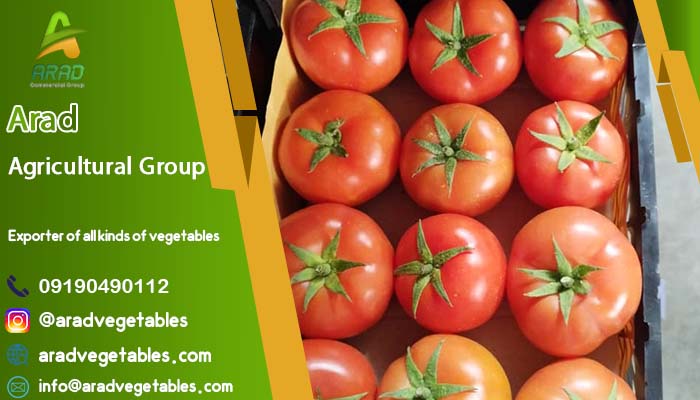 فروش گوجه فرنگی گلخانه ای ارزان ( رقم 4129 ) + قیمت
