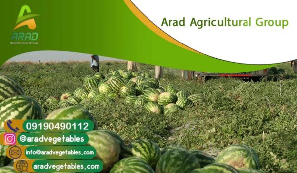 قیمت هندوانه امروز چابهار + عکس و مشخصات