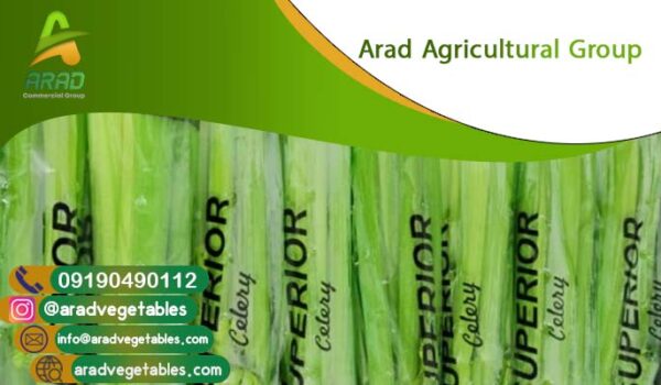 خرید کرفس صادراتی + سفارش عمده
