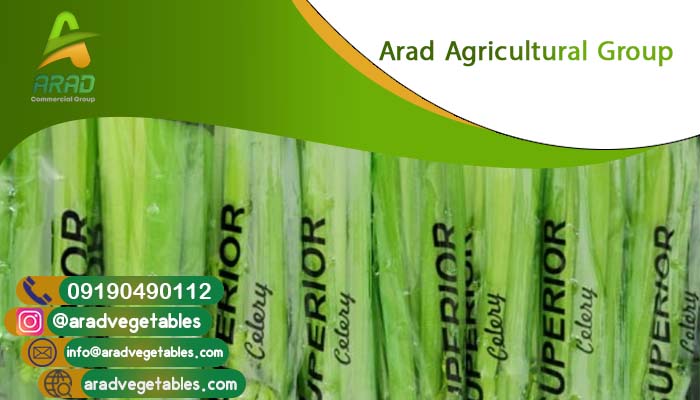 خرید کرفس صادراتی + سفارش عمده