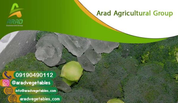 قیمت کلم بروکلی صادراتی امروز
